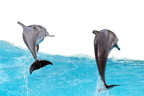 Jumping Dolphins — Stock Photo © kvkirillov #1089677