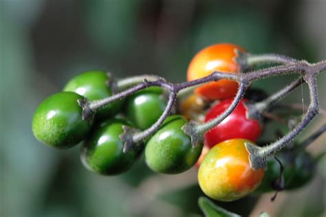 Bittersweet Nightshade Berries