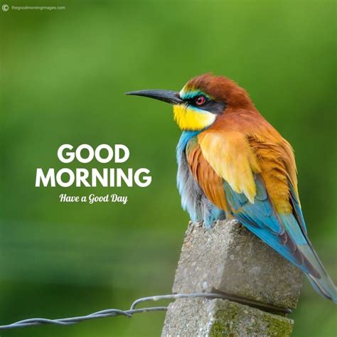 50+ Best Good Morning Birds Images To Wish Anyone [2020]