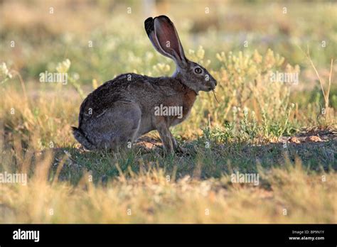 Black tailed jackrabbit or desert hare (Lepus californicus), Arizona ...