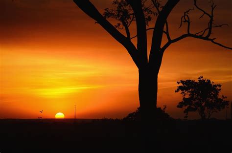 Free picture: sky, sunset, tree, branches, silhouette