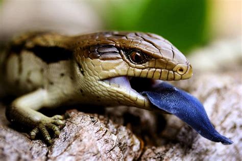 Blue Tongue Lizard Melbourne | Reptile Shop Western Suburbs