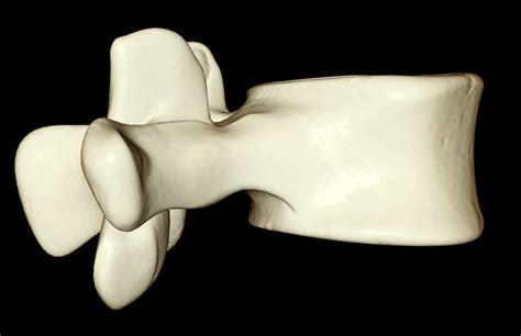 Spinal Anatomy Including Transverse Process and Lamina