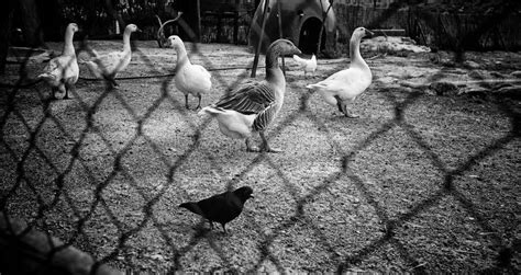 Goose in park stock image. Image of meadow, fall, green - 174189515