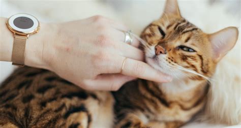 Taking Care Of Your Cat’s Health - PetlifeSA