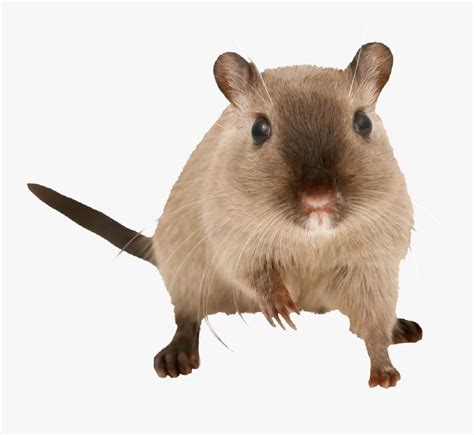 Transparent Gerbil Png - Gerbil And Rat Mixed Together , Free Transparent Clipart - ClipartKey