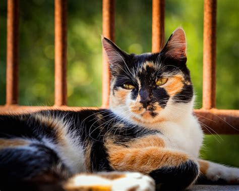 Fact Need to Know About the Male Calico Cat | Pet BLoG