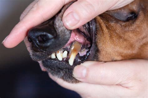 Dog Tooth Extraction: Procedure and Costs