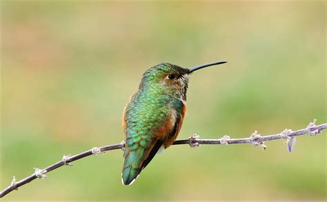 Allen's Hummingbird | The Audubon Birds & Climate Change Report