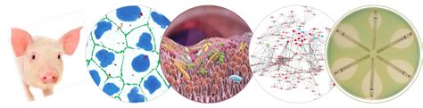 Microbiome development in piglets and colonisation resistance against swine bacterial pathogens ...