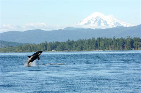 Orca Swims Under Boat Belly Up in Incredible Close Encounter in Puget ...