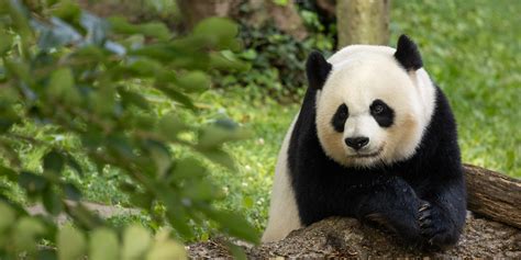 The Official Giant Panda Fan Quiz | Smithsonian's National Zoo and ...