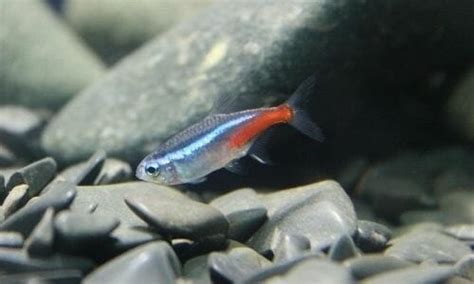 5 Best Aquarium Plants for Neon Tetras (Detailed Information with Images)