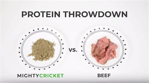 Cricket Protein vs Beef | Mighty Cricket