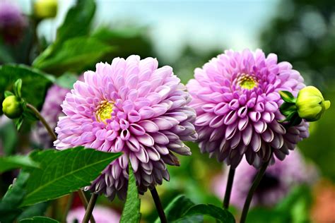 #754851 Dahlias, Two - Rare Gallery HD Wallpapers