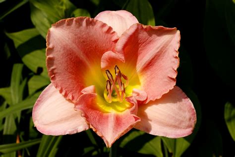 Peach Colored Lily Free Stock Photo - Public Domain Pictures