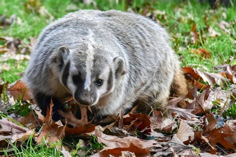 American Badger | The Maryland Zoo