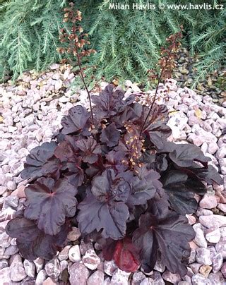 Heuchera ‘Black Beauty’ | Kiefer Nursery: Trees, Shrubs, Perennials