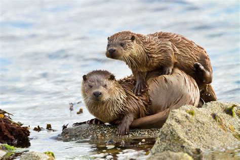 Shetland Islands Wildlife and Nature — Airtask Group