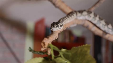 Snake crawls along the branch at home. Reptiles in role of domestic ...