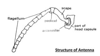 Insect Antennae: Structure, Functions and Their Modifications | PPT