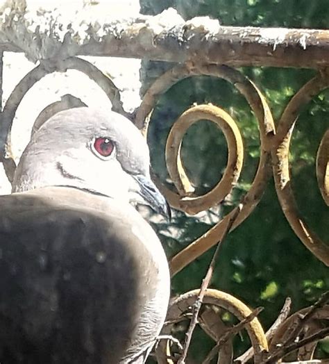 Collared Dove - eggs hatching - a photo on Flickriver