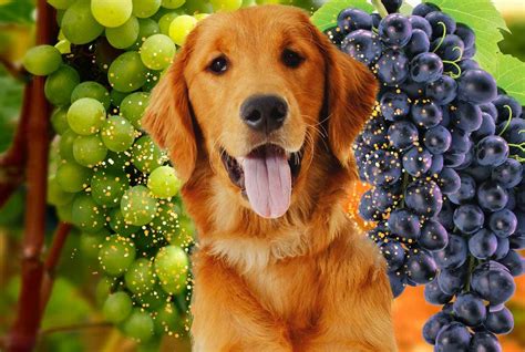 Can a dog eat grapes? | Can a dog eat grapes information