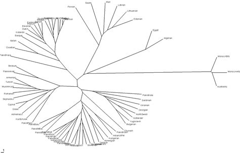 Y-Chromosome Haplogroups