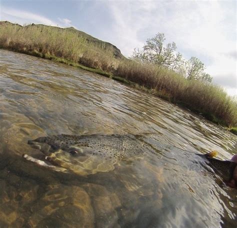 Owyhee River Fly Fishing Eastern Oregon's top rivers