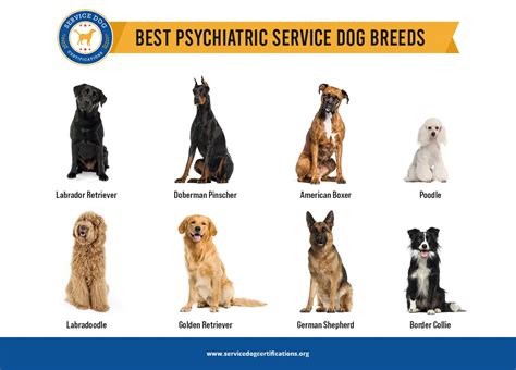 Service Dog Breeds Beamlasopa - vrogue.co