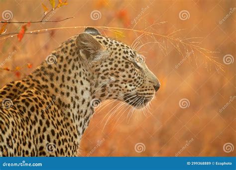 Portrait of a Leopard in Natural Habitat, South Africa Stock Image ...