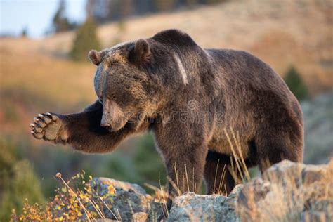 North American Brown Bear (Grizzly Bear) Stock Image - Image of moving ...