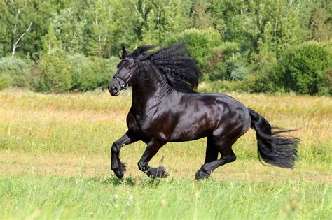 5 Horse Breeds With Unique Manes