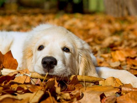 Sfondi Pc Cani | Sfonditu