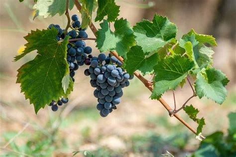 Cinsault Grape Variety & Wine Profile: Taste & Food Pairings • Winetraveler