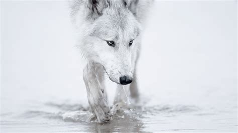 Snow Wolf Wallpapers - Wallpaper Cave