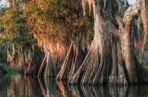 The 11 Best Louisiana Swamp Tours | Travel | U.S. News