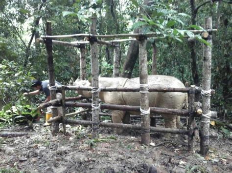 One of last three remaining Sumatran Rhinos in Sabah 'critically ill ...