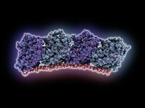 Tubulin Complexed With Stathmin-like Protein Photograph by Laguna ...