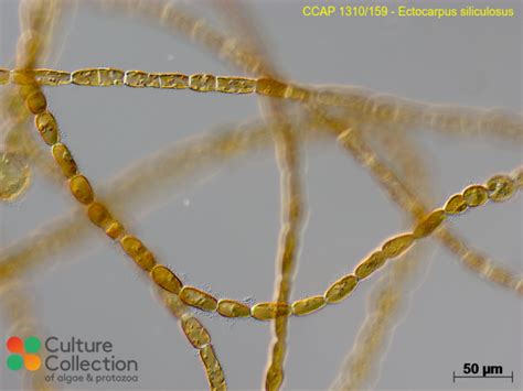 Ectocarpus siliculosus
