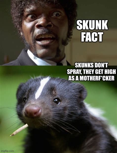 Skunk Facts - Imgflip