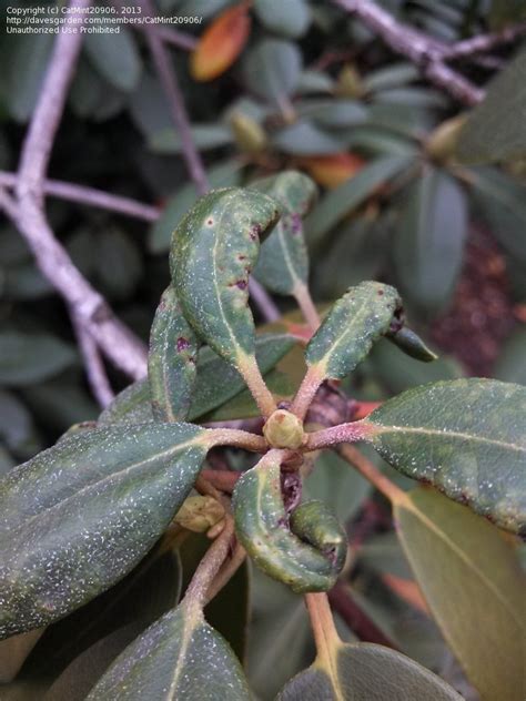 Garden Pests and Diseases: Deformed leaves on rhododendron?, 2 by CatMint20906