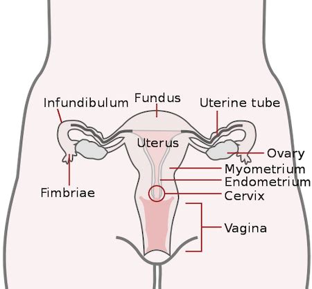 Ovaries | Anatomy, Function & Diagram - Lesson | Study.com