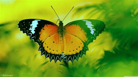 Desktop Wallpaper 4k Butterfly Wallpaper Butterfly 4k Hd Flower Ultra Nature Wallpapers Colorful ...