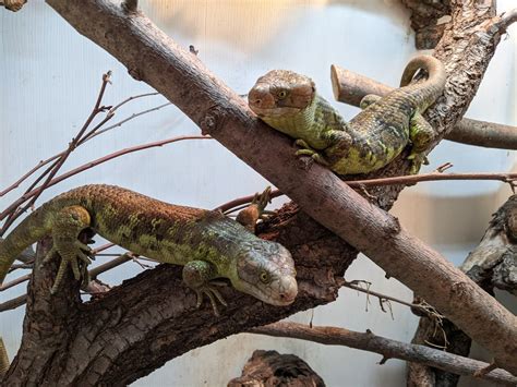 Reptiles! AT LIBRARY, 208 mason st. blanchardville wi, 5 August 2024 ...