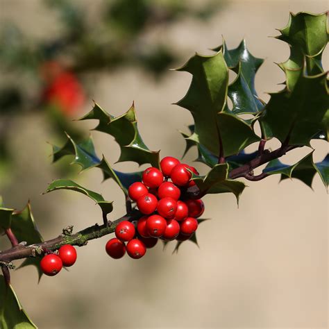 A Beginners Guide to Holly Trees - Precision Tree & Landscape