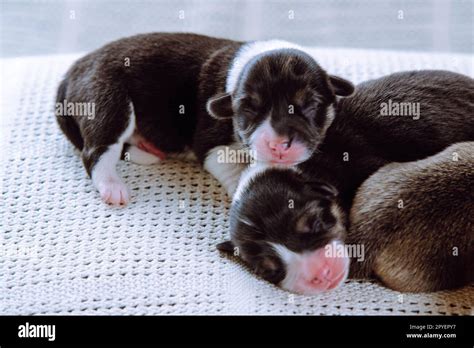 Snoozing multicolored brown, white and black blind welsh corgi puppies ...