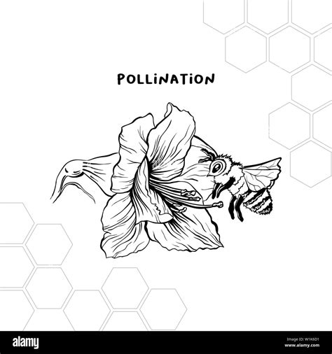 Bumble bee pollination Black and White Stock Photos & Images - Alamy