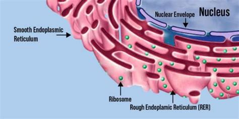 Types and Functions of Endoplasmic Reticulum - GeeksforGeeks