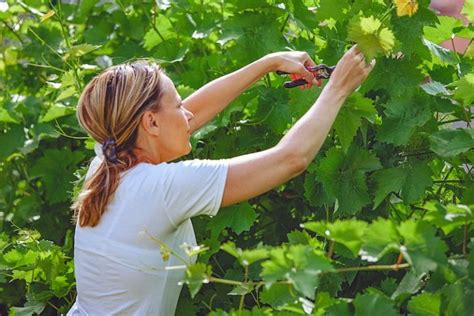 Top Tips for Pruning Lemon Trees in Australia | Ultimate Backyard